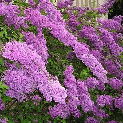 Сирень КИТАЙСКАЯ  Сирень КИТАЙСКАЯ в Омске