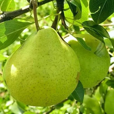 Груша ДАЛИКОР колонновидная  Груша ДАЛИКОР колонновидная в Омске