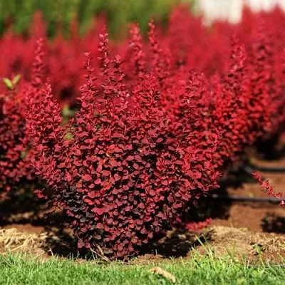 Барбарис ОРАНЖ РОКЕТ тунберга в Омске