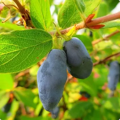 Жимолость съедобная БОРЕАЛ БЛИЗЗАРД (СЕВЕРНАЯ МЕТЕЛЬ) в Омске