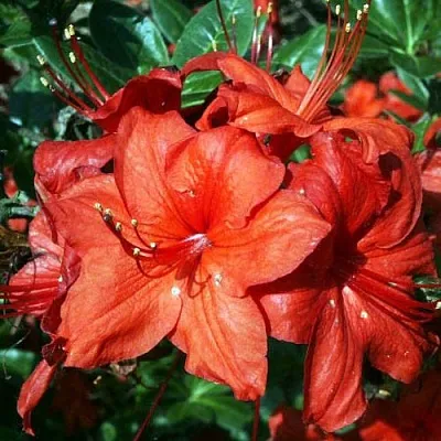 Азалия ДОЛОРОСО листопадная  Азалия ДОЛОРОСО листопадная в Омске