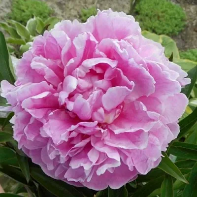 Пион РИМ травянистый  Пион РИМ травянистый в Омске