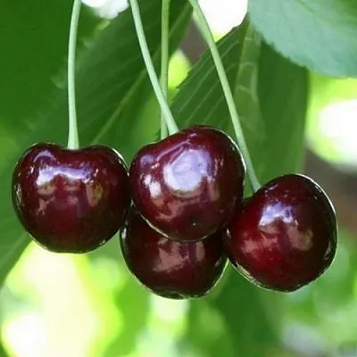 Черешня ЛЕНИНГРАДСКАЯ ЧЁРНАЯ  Черешня ЛЕНИНГРАДСКАЯ ЧЁРНАЯ в Омске