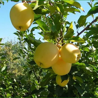 Яблоня ГОЛДЕН МИЛЛЕНИУМ  Яблоня ГОЛДЕН МИЛЛЕНИУМ в Омске