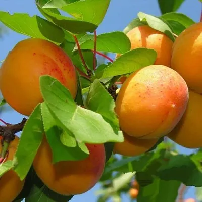 Абрикос КИЕВСКИЙ РАННИЙ в Омске