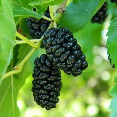 Шелковица в Омске