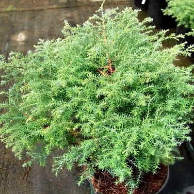 Кипарисовик СКВАРРОЗА горохоплодный  Кипарисовик СКВАРРОЗА горохоплодный в Омске