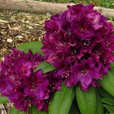 Рододендрон ПОЛАРНАХТ  Рододендрон ПОЛАРНАХТ в Омске