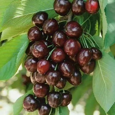 Черешня РЕВНА  Черешня РЕВНА в Омске