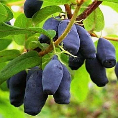 Жимолость съедобная МОСКОВСКАЯ в Омске