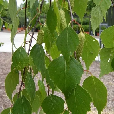 Береза ФАСЦИНЕЙШЕН белая   Береза ФАСЦИНЕЙШЕН белая  в Омске