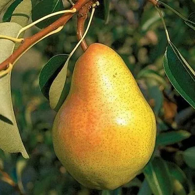 Груша ВЕЛЕСА  Груша ВЕЛЕСА в Омске