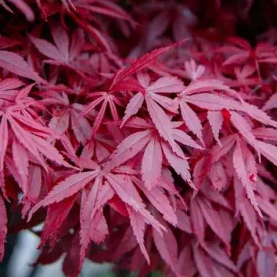 Клен дланевидный АТРОПУРПУРЕУМ — описание сорта Клен дланевидный АТРОПУРПУРЕУМ в Омске