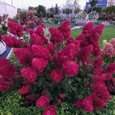 Гортензия САМАРСКАЯ ЛИДИЯ метельчатая  Гортензия САМАРСКАЯ ЛИДИЯ метельчатая в Омске