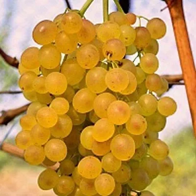 Виноград КИШМИШ КОКТЕЙЛЬ  Виноград КИШМИШ КОКТЕЙЛЬ в Омске