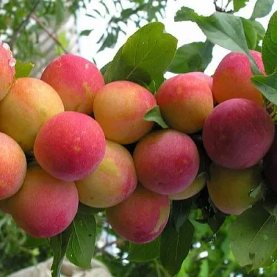 Слива СКОРОПЛОДНАЯ  Слива СКОРОПЛОДНАЯ в Омске