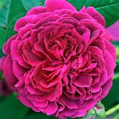 Саженцы роз ВИЛЬЯМ ШЕКСПИР английская  Саженцы роз ВИЛЬЯМ ШЕКСПИР английская в Омске