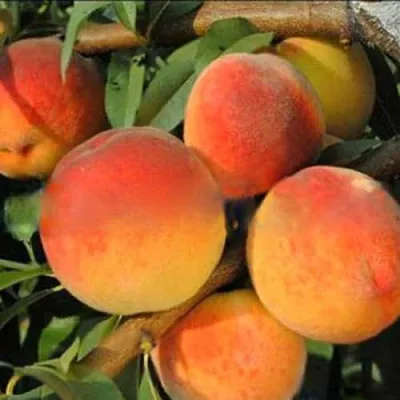 Персик РОЯЛ ВИ  Персик РОЯЛ ВИ в Омске