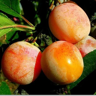 Ранняя  Ранняя в Омске