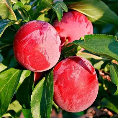 Красная  Красная в Омске