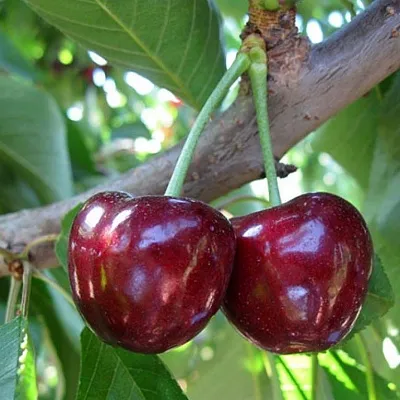 Черешня СЮБАРОВСКАЯ  Черешня СЮБАРОВСКАЯ в Омске