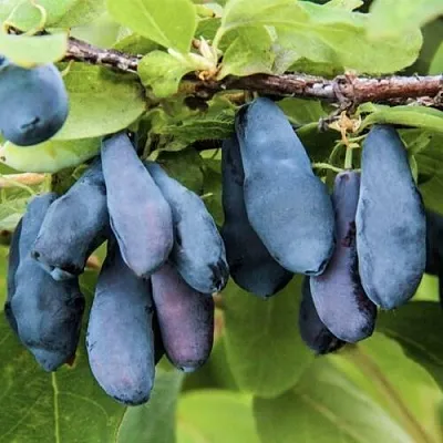 Жимолость съедобная СИБИРЯЧКА в Омске