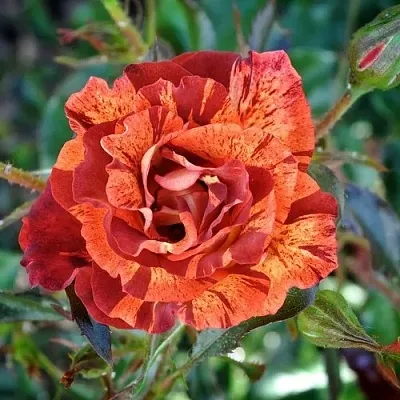 Саженцы роз САММЕР ЛОДЖ шраб  Саженцы роз САММЕР ЛОДЖ шраб в Омске