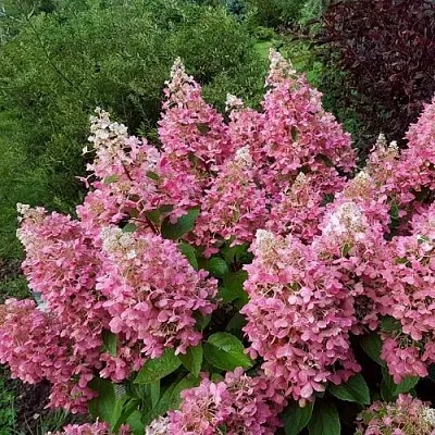 Гортензия ПИНКИ ВИНКИ метельчатая  Гортензия ПИНКИ ВИНКИ метельчатая в Омске