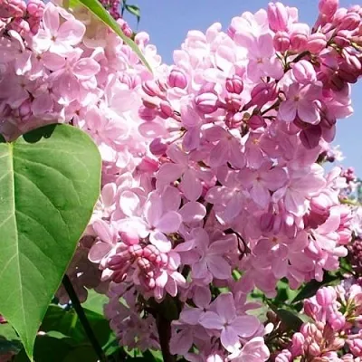 Сирень АДЕЛИНА в Омске