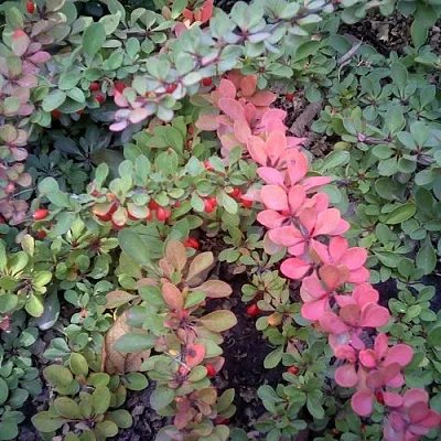 Барбарис ГРИН КАРПЕТ тунберга в Омске