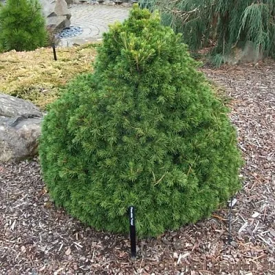 Ель ТОМПА обыкновенная  Ель ТОМПА обыкновенная в Омске