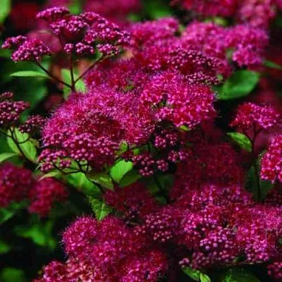 Спирея АНТОНИ ВАТЕРЕР японская в Омске