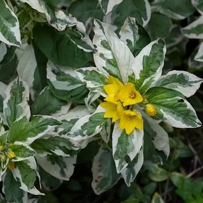 Вербейник АЛЕКСАНДР точечный  Вербейник АЛЕКСАНДР точечный в Омске