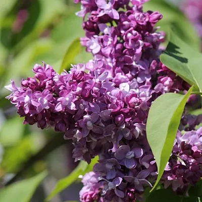 Сирень ИЗОБИЛИЕ  Сирень ИЗОБИЛИЕ в Омске