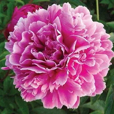 Пион ПУРПУРНАЯ ФЕЕРИЯ травянистый  Пион ПУРПУРНАЯ ФЕЕРИЯ травянистый в Омске