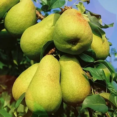 Груша НЕЖНОСТЬ колонновидная	  Груша НЕЖНОСТЬ колонновидная	 в Омске