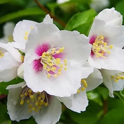 Жасмин БЕЛЬ ЭТУАЛЬ в Омске