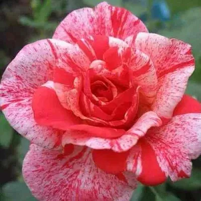 Саженцы роз ФИЛАТЕЛИЯ чайно-гибридная  Саженцы роз ФИЛАТЕЛИЯ чайно-гибридная в Омске