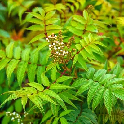 Рябинник  Рябинник в Омске