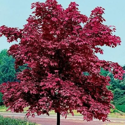 Клен КРИМСОН КИНГ остролистный  Клен КРИМСОН КИНГ остролистный в Омске