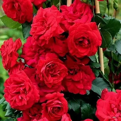 Саженцы роз АМАДЕУС плетистая  Саженцы роз АМАДЕУС плетистая в Омске