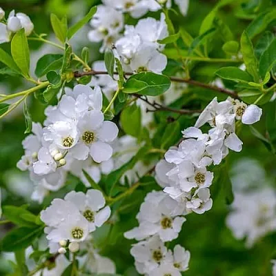 Экзохорда  Экзохорда в Омске