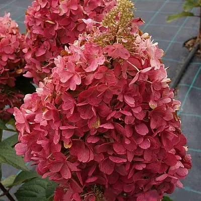 Гортензия КАНДЕЛАЙТ метельчатая  Гортензия КАНДЕЛАЙТ метельчатая в Омске