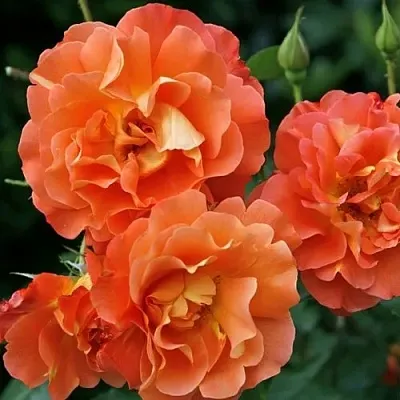 Саженцы роз ВЕСТЕРЛЕНД шраб  Саженцы роз ВЕСТЕРЛЕНД шраб в Омске