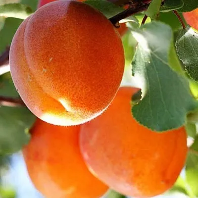 Абрикос в Омске