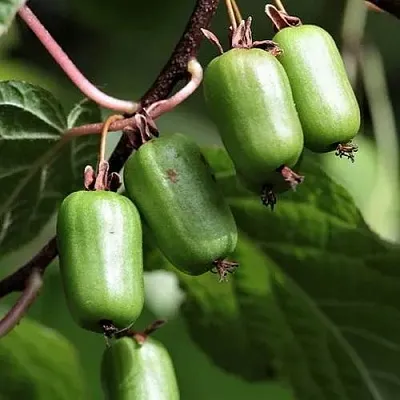 Актинидия СЕНТЯБРЬСКАЯ коломикта  Актинидия СЕНТЯБРЬСКАЯ коломикта в Омске