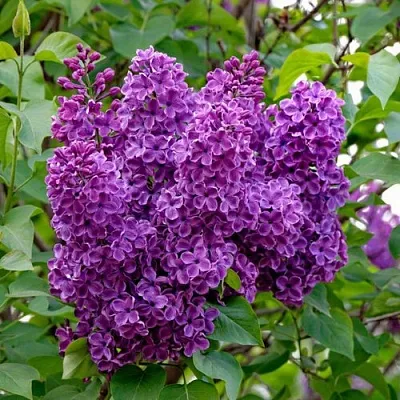 Сирень СУМЕРКИ  Сирень СУМЕРКИ в Омске