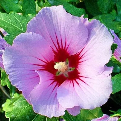 Гибискус ПИНК ФЛИРТ сирийский  Гибискус ПИНК ФЛИРТ сирийский в Омске