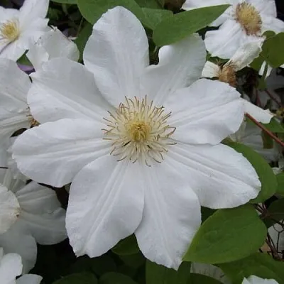 Клематис  Клематис в Омске