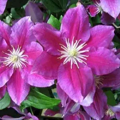 Клематис ХАНИЯ  Клематис ХАНИЯ в Омске